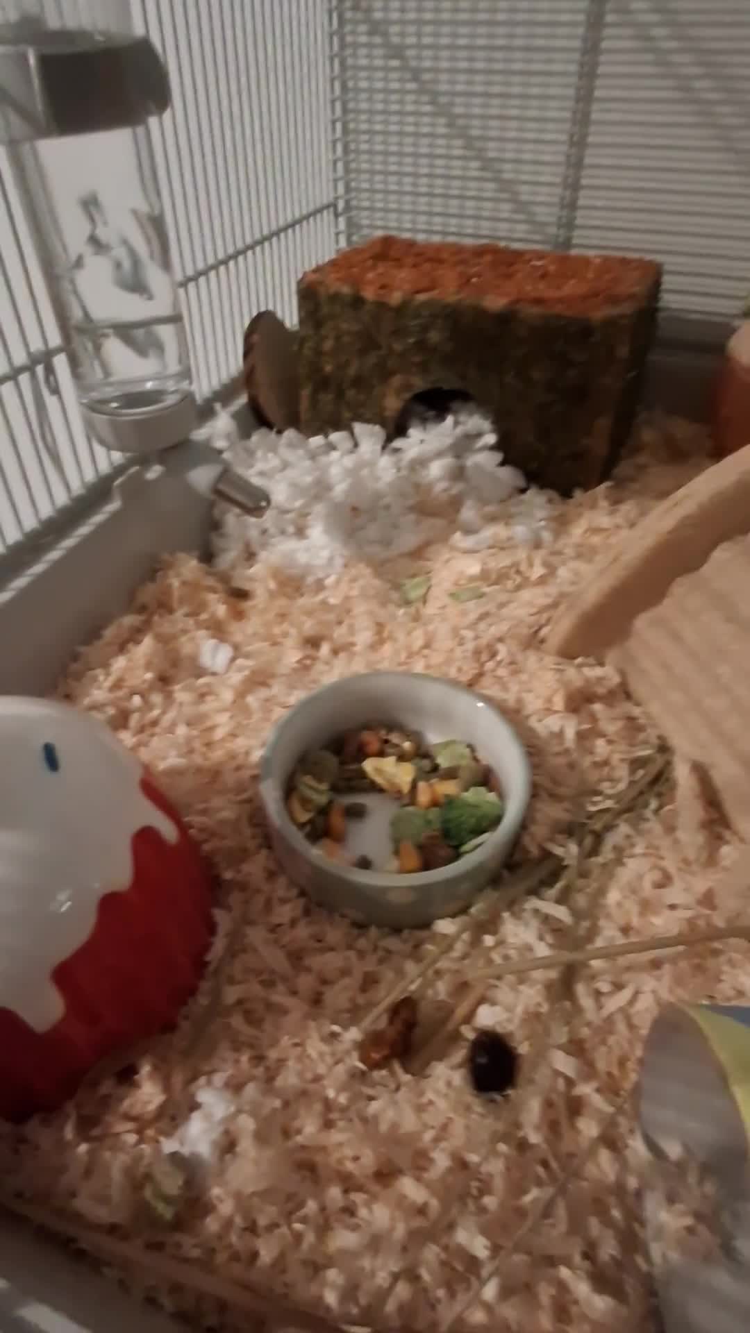 Hamster rodents for sale: Syrian Hamster & Setup - Video 1