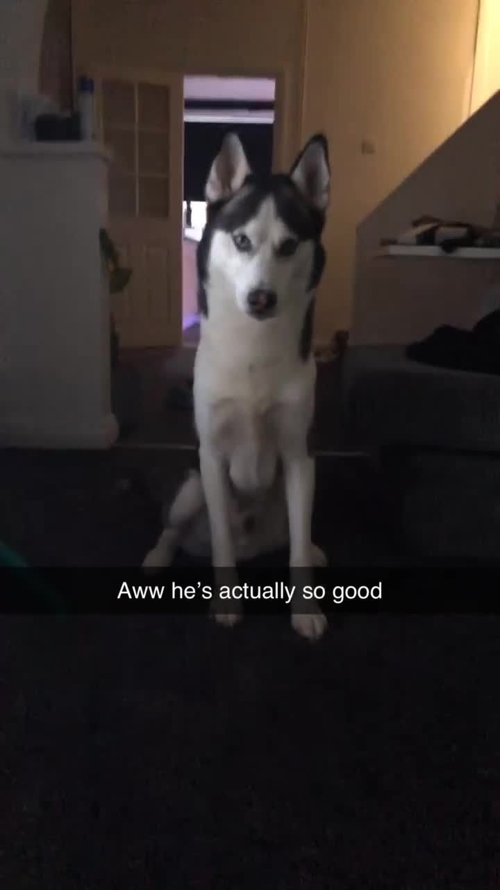 Siberian Husky dogs for sale: 7 years  in Saint Helens - Video 1