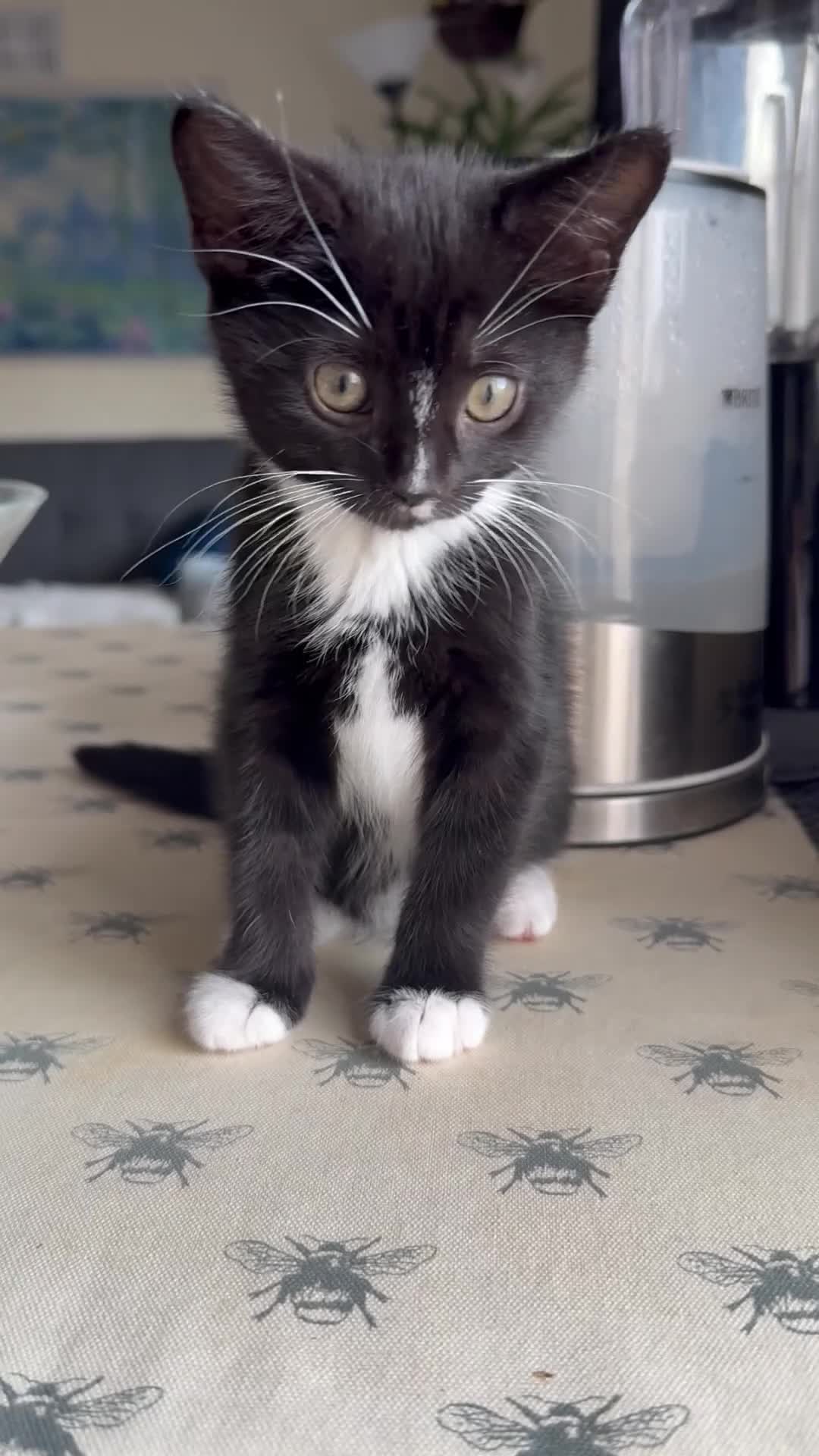 Mixed Breed cats for sale: 🐾 Clean, Healthy Bombay x Turkish Van Kittens - Video 1