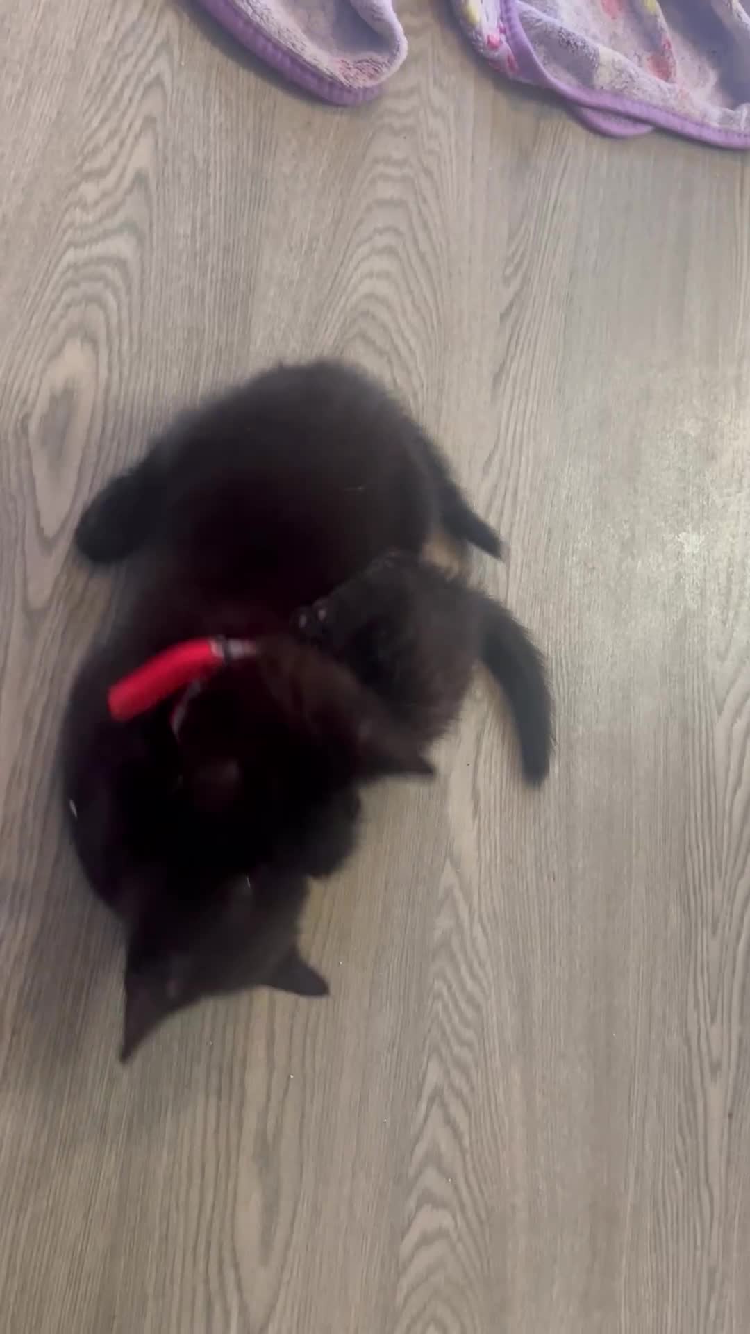 Mixed Breed cats for sale: Mixed breed adorable kittens in Waltham Cross - Video 1