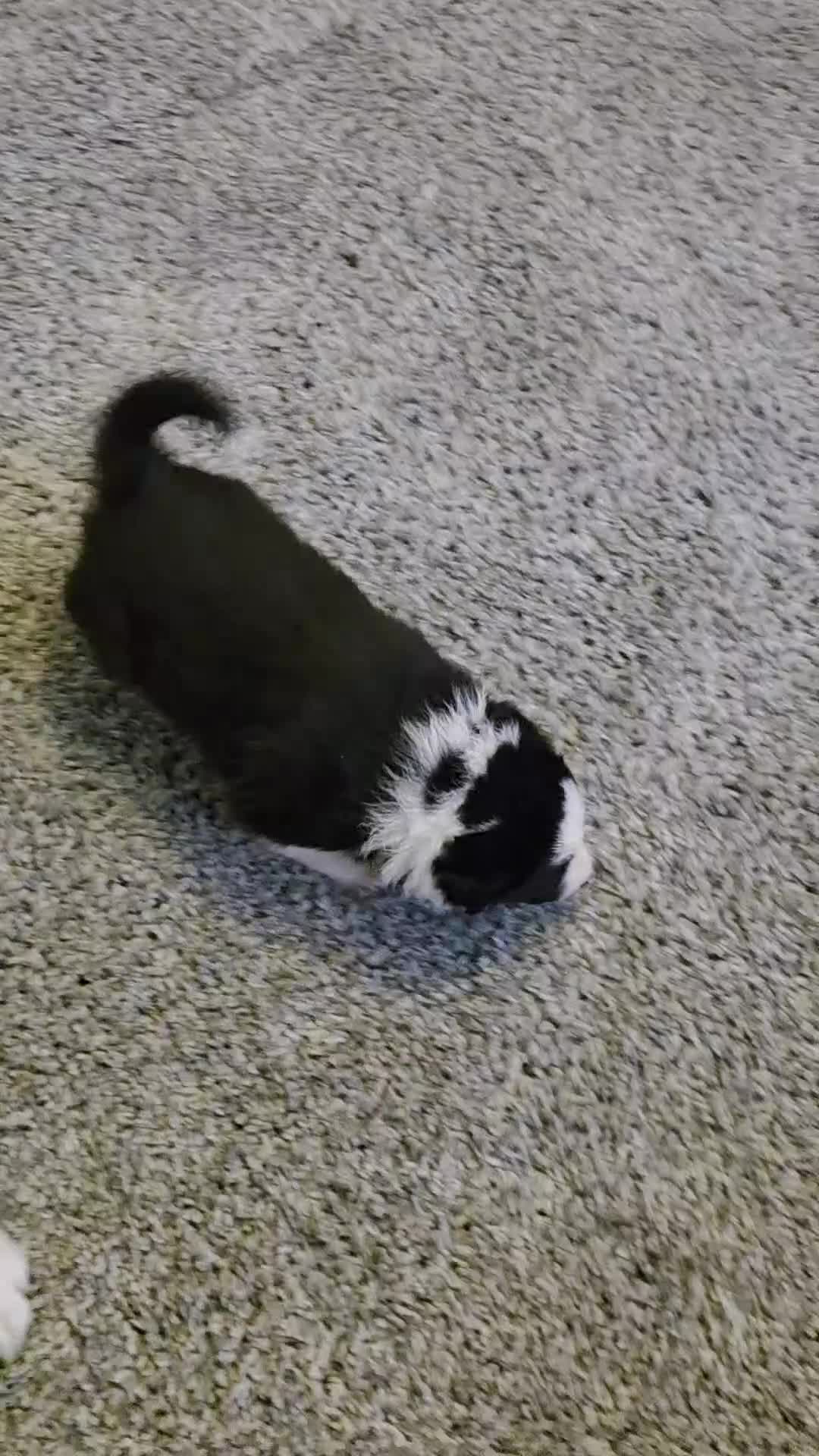 Border Collie dogs for sale: Beautiful border collie pups  in Bolton - Video 1