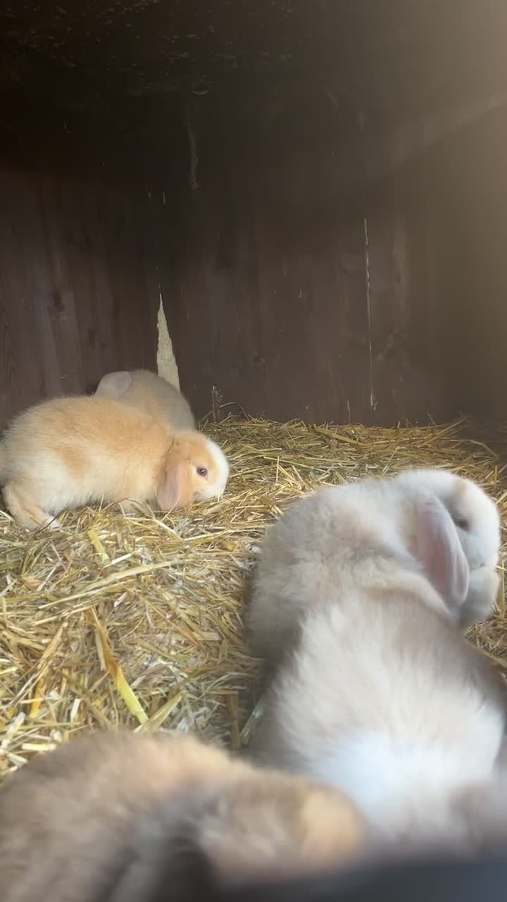 Mini Lop rabbits for sale: Gorgeous pure bred mini lops  - Video 1