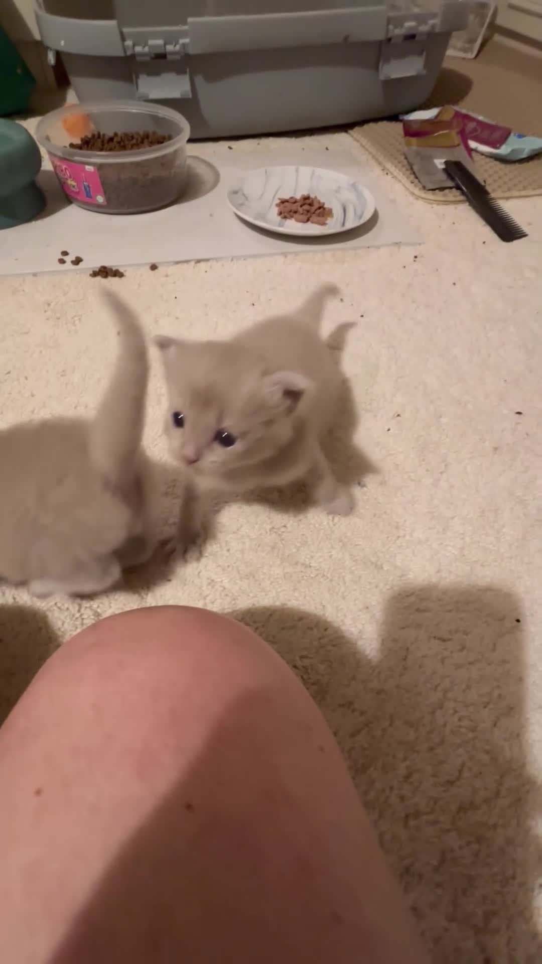 Ragdoll cats for sale: RARE PURE BRED FAWN RAGDOLL BABIES - Video 1