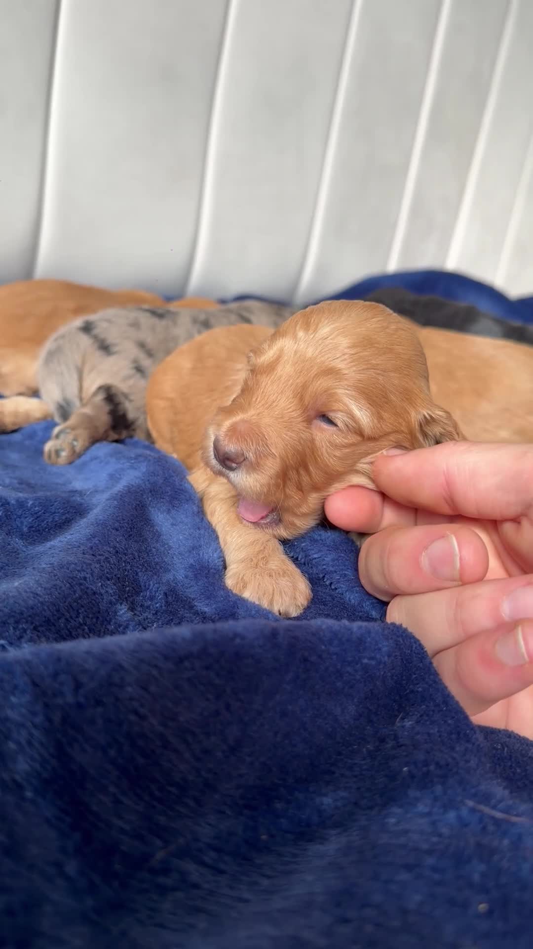 Cockapoo dogs for sale: Stunning Cockapoo Puppies DNA Tested  - Video 1