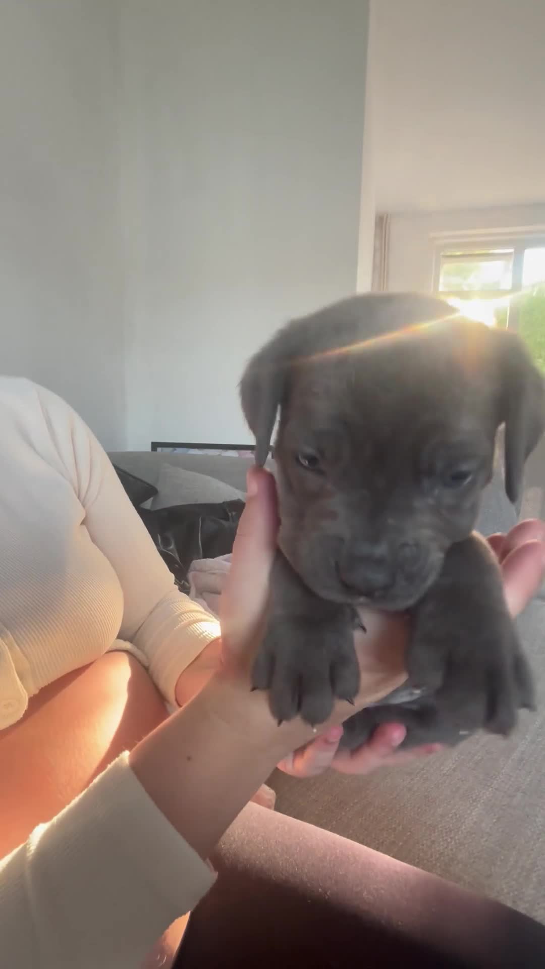 Cane Corso dogs for sale: 4 Pure Cane Corso Puppies Available Now  - Video 1