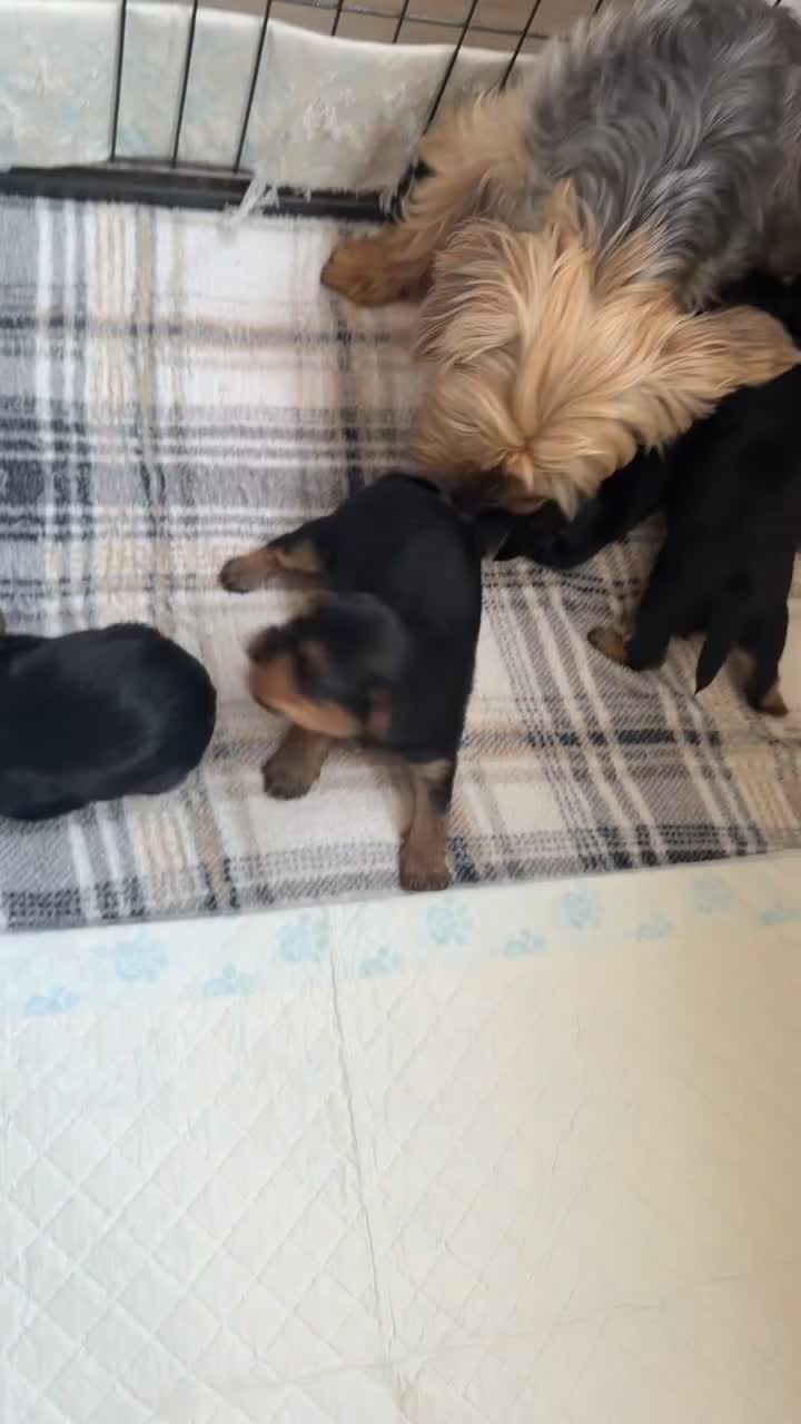 Yorkshire Terrier dogs for sale: 5 beautiful Yorkshire terrier pups  in Oswestry - Video 2
