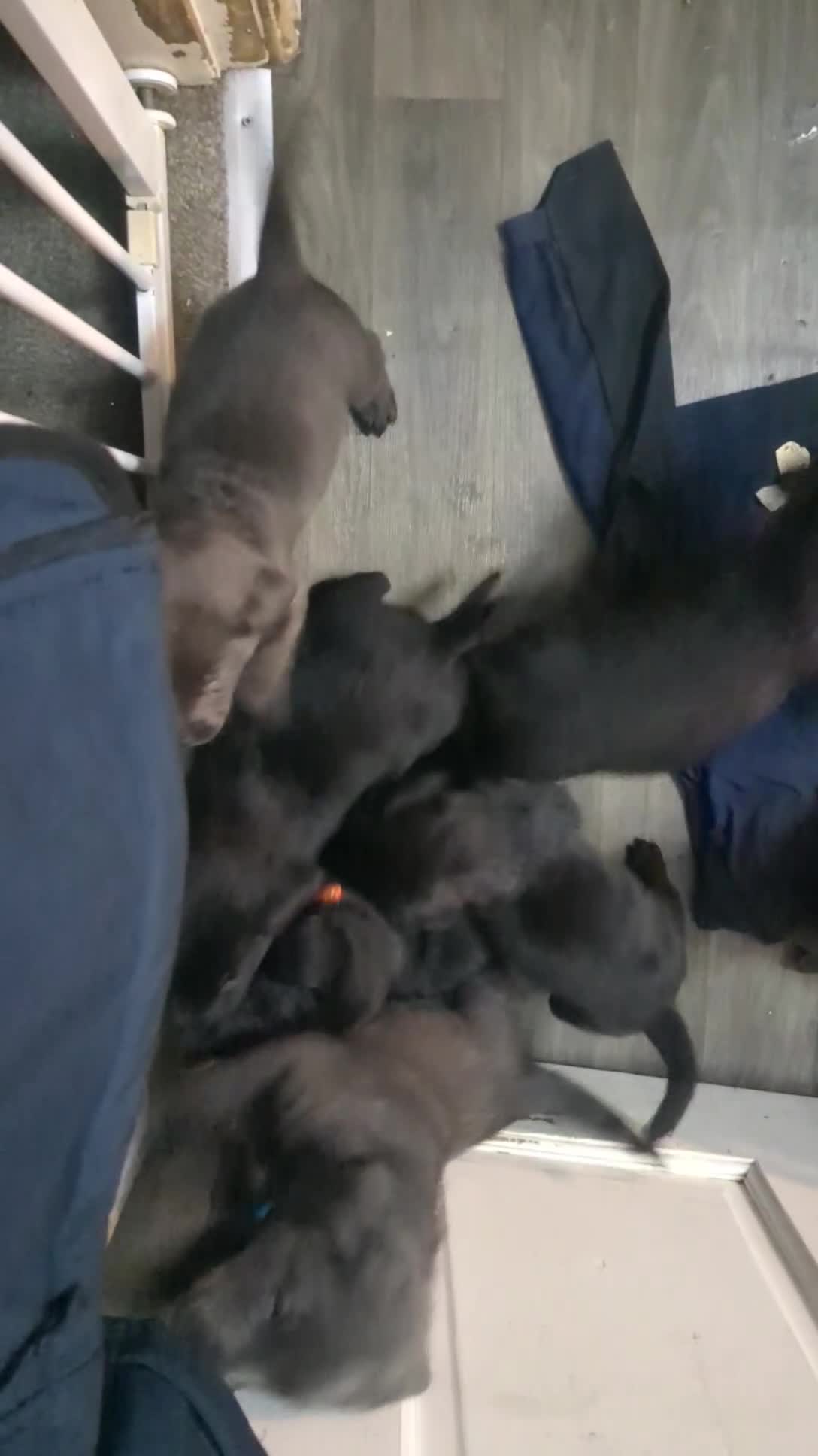 Labrador Retriever dogs for sale: Gorgeous black and silver Labrador puppies - Video 1