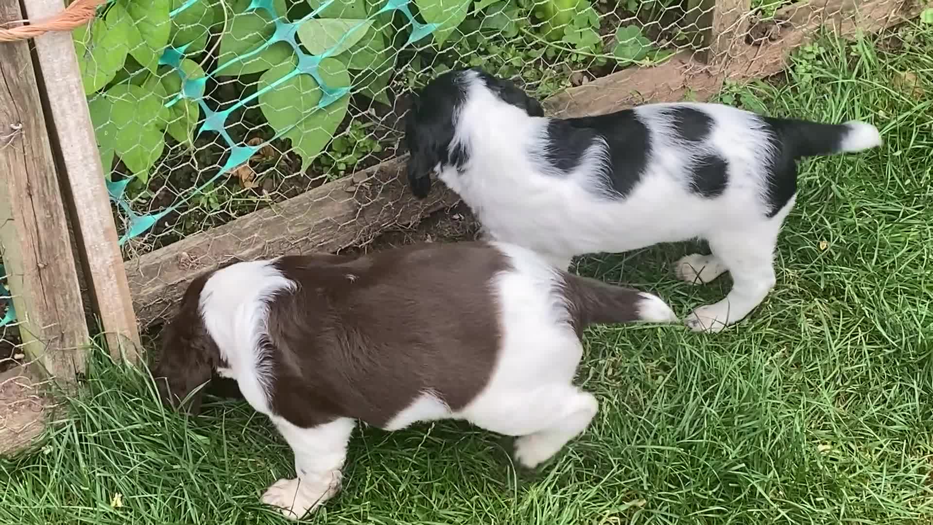 English Springer Spaniel dogs for sale: Family bred and home reared.  - Video 2