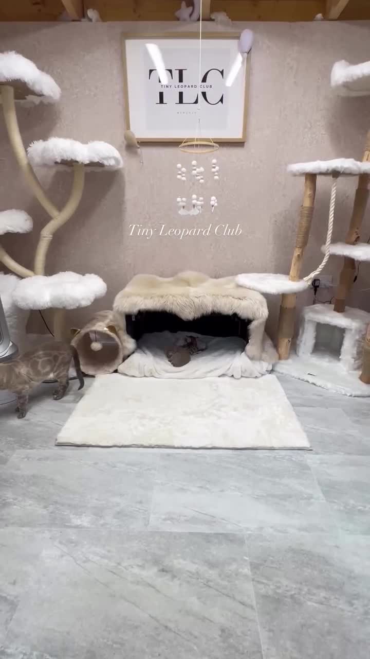 Bengal cats for sale: 🤍❄️ TICA SNOW BENGALS ❄️🤍 - Euro Champion Lines - Video 1