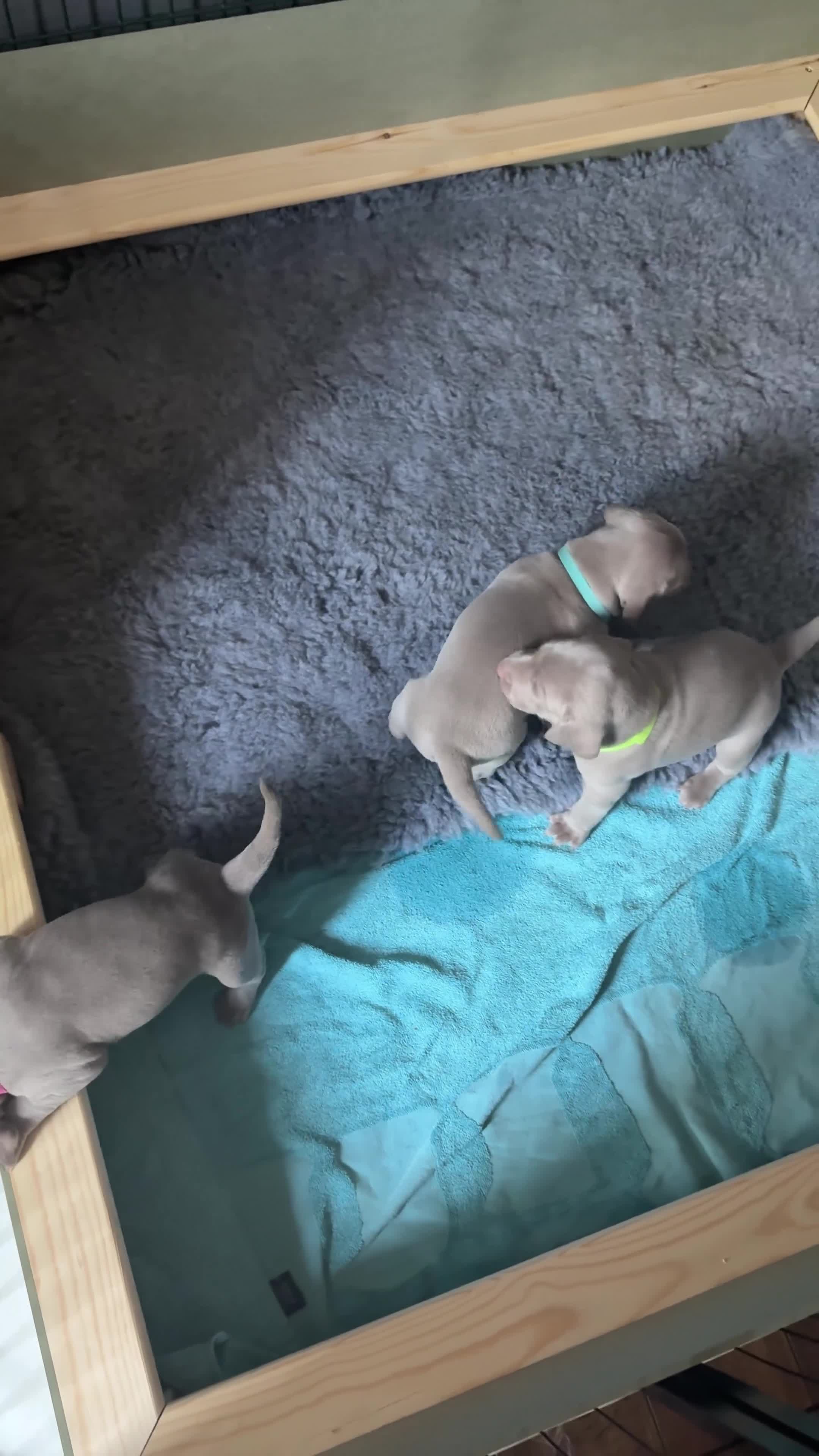 Weimaraner dogs for sale: Weimaraner puppies  - Video 1