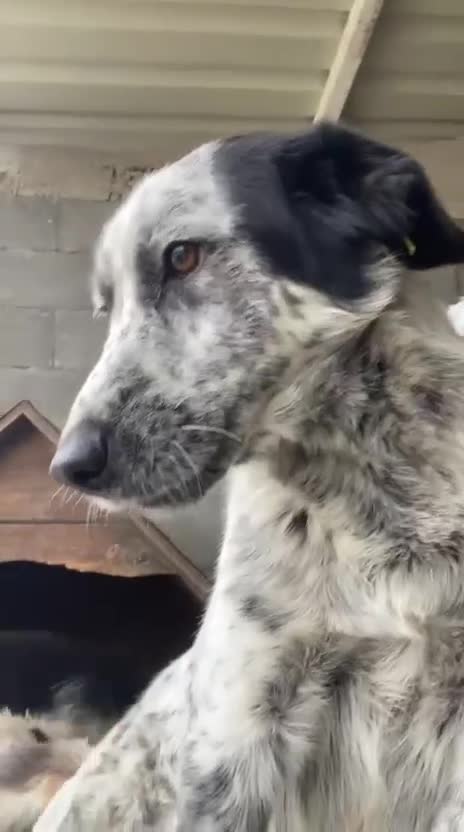 Mixed Breed dogs for adoption: Spot, 2 yrs approx. Available for adoption. - Video 1