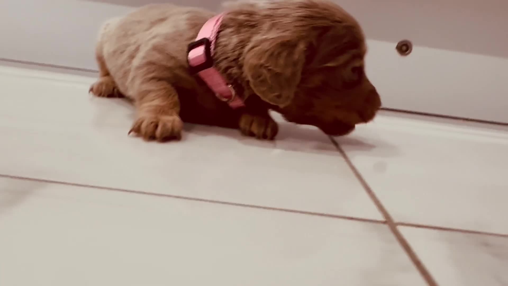 Miniature Dachshund dogs for sale: Last 2 blue&tan girls kc longhair mini dachshunds - Video 3