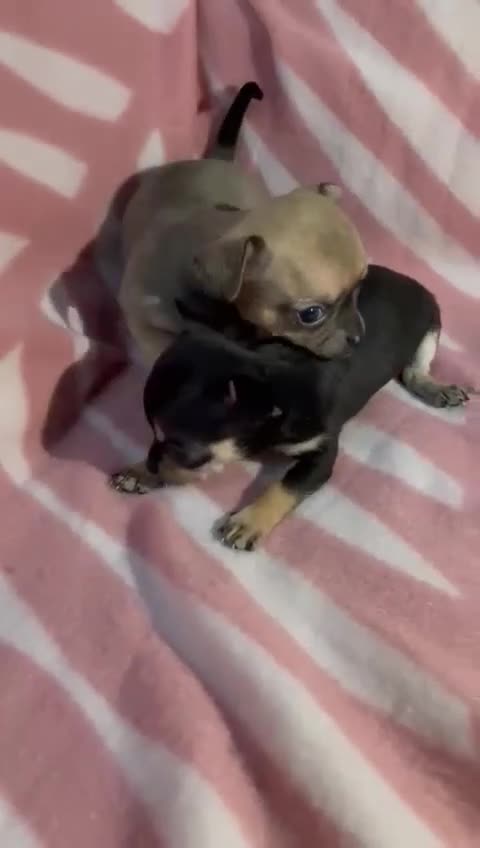 Chihuahua dogs for sale: 2 chihuahua girl puppies  - Video 1