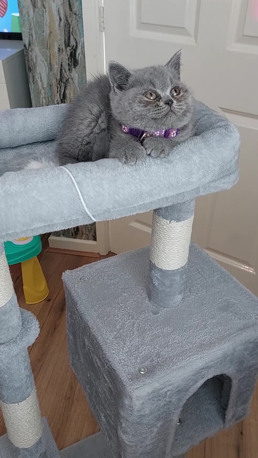 British Shorthair cats for sale: 💥CHAMPION💥SIRED💥🏆FEMALE😍🔥 in Dudley - Video 2