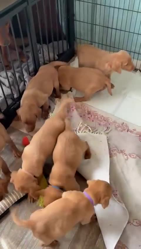 Labrador Retriever dogs for sale: Fox red Labrador puppies - Video 1