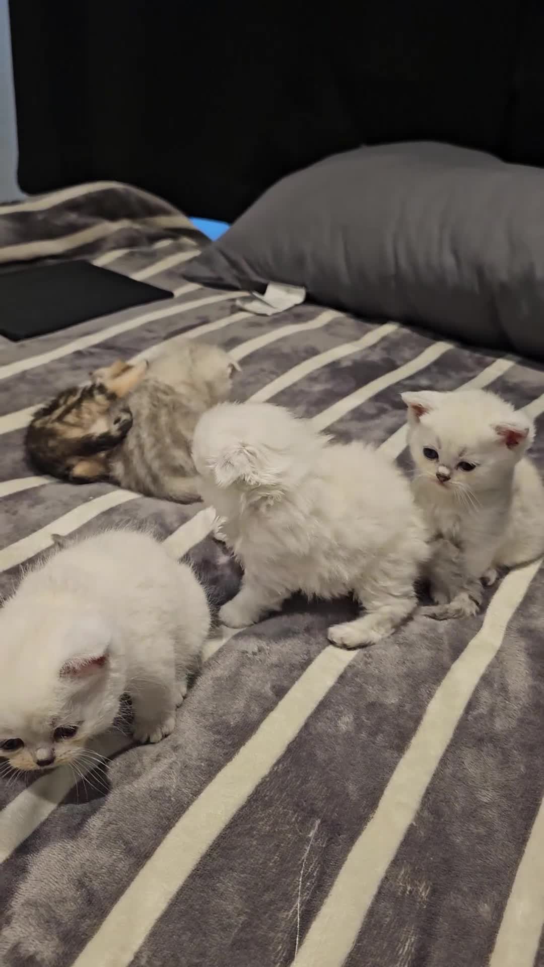 Scottish Fold cats for sale: Stunning scottish folds - Video 4