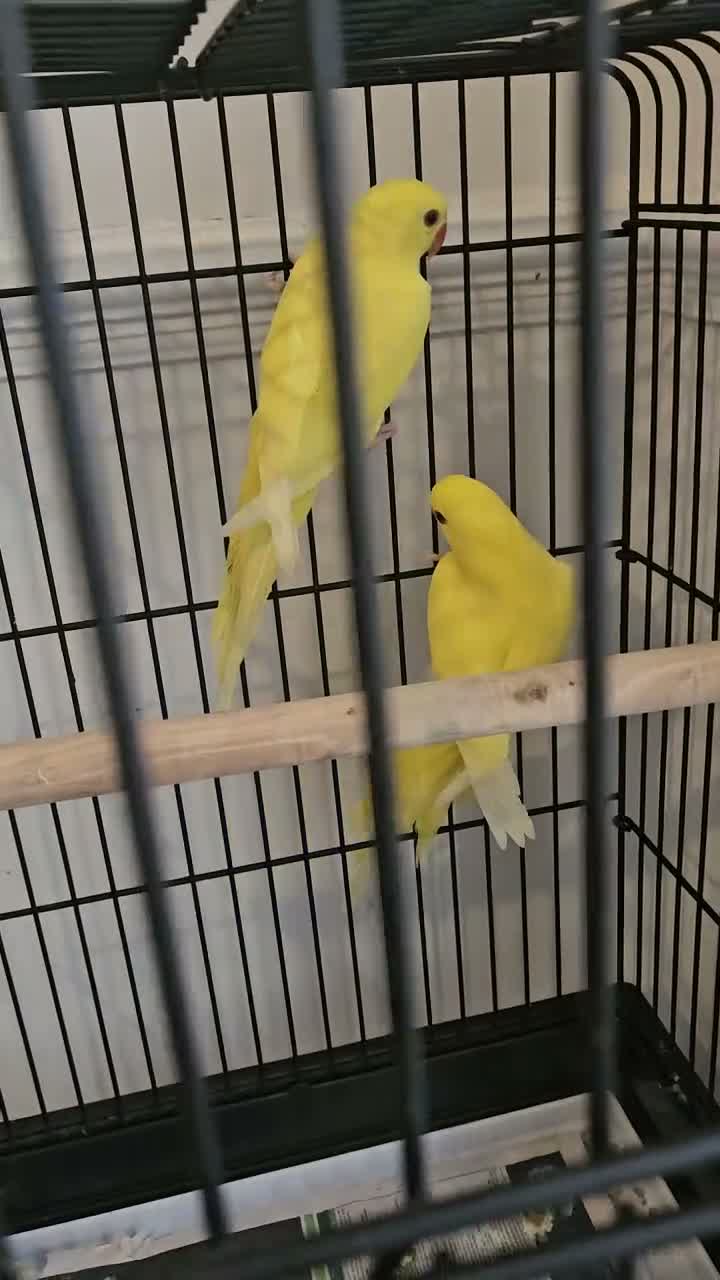 Ringnecks birds for sale: yellow ringneck lutino 3 months old  - Video 1