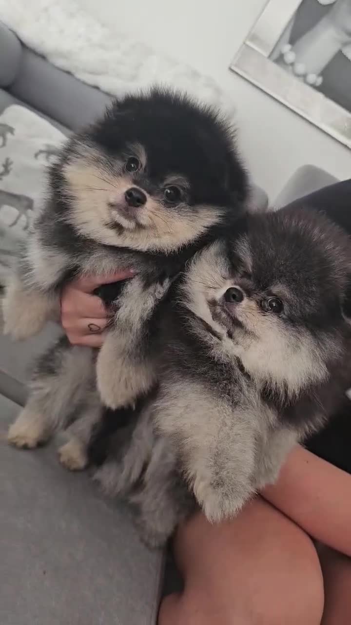 Pomeranian dogs for sale: Pomeranian puppy  - Video 3