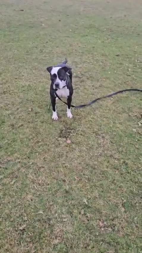 Mixed Breed dogs for adoption: URGENT FOSTER HOME 🏠 🚨 ‼️ 🆘  - Video 1