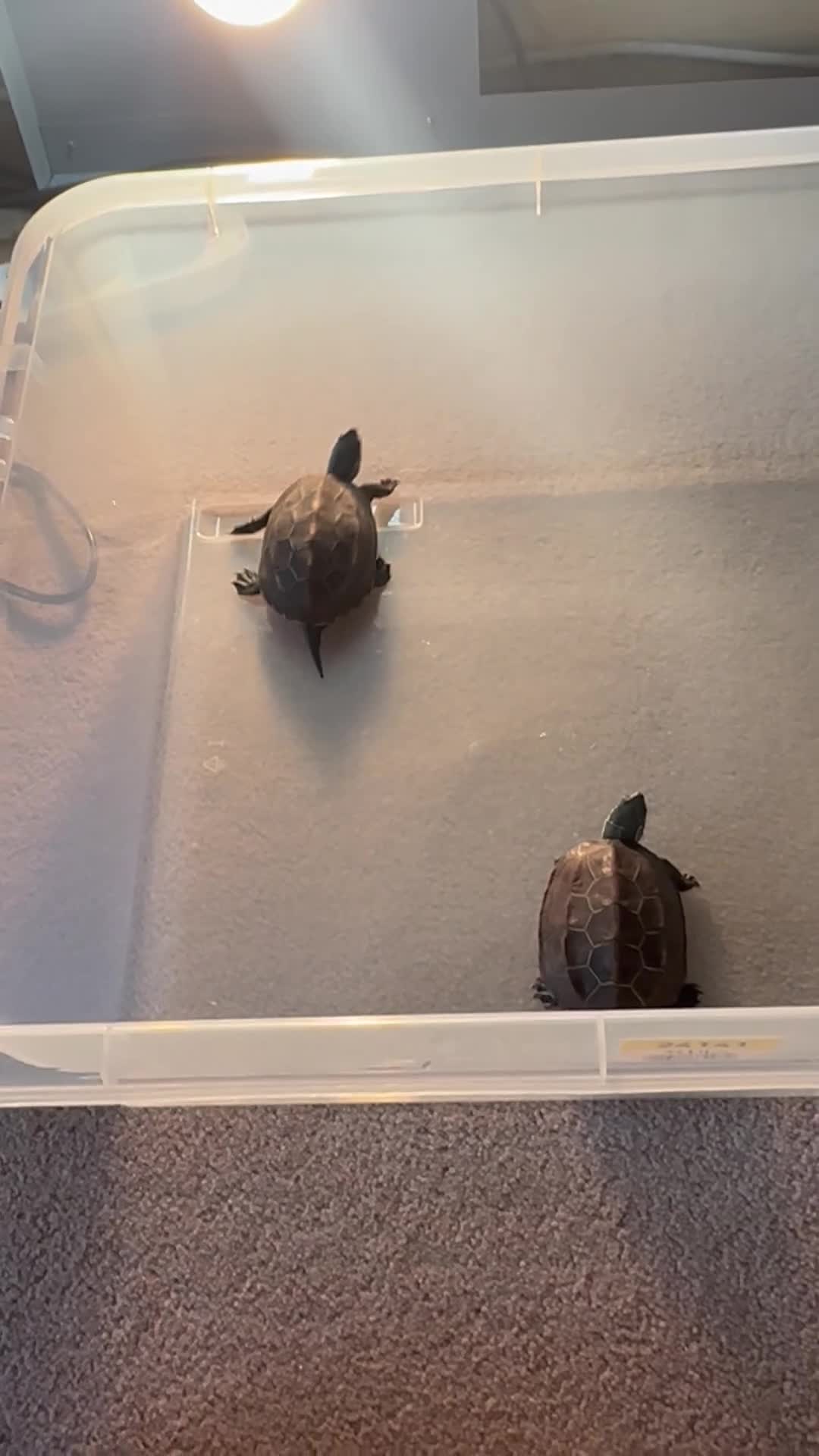 Terrapin reptiles for sale: Reeves turtles & guppies  - Video 1