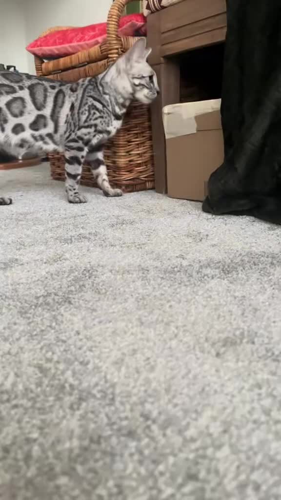 Bengal cats for sale: 2 Tica Registered male Bengal kittens for sale  in Windsor - Video 1