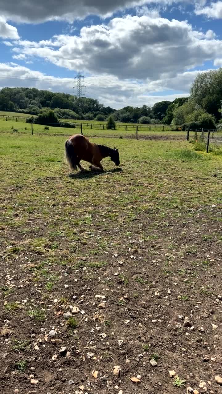 Irish Cob horses for sale: Buddy  in Winchester - Video 1