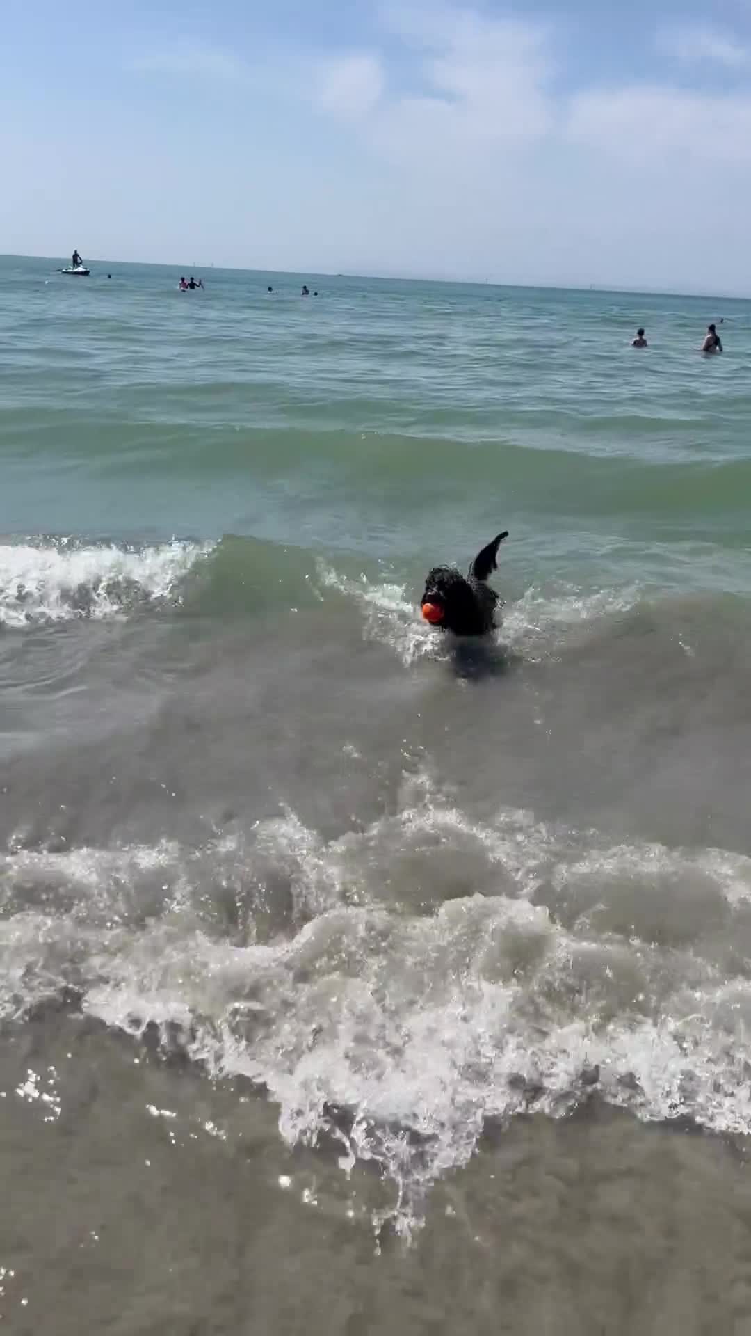 Cockapoo dogs for stud: Stud Cockapoo - Video 2