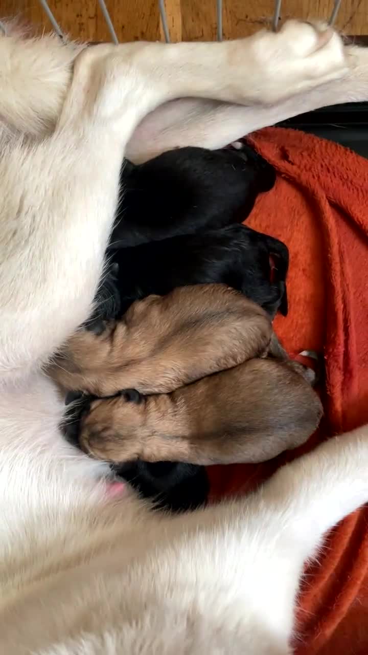 Mixed Breed dogs for sale: Huskita X Border Collie mix - Video 1