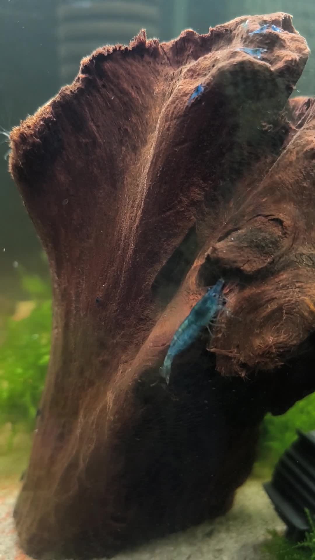 Shrimps fish for sale: Blue Neocaridina Cherry Shrimp - Video 1