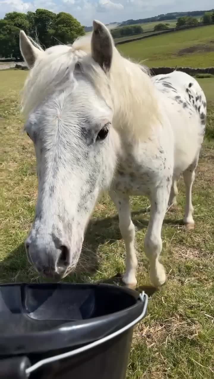 Donkey livestock for sale: Bella  - Video 1