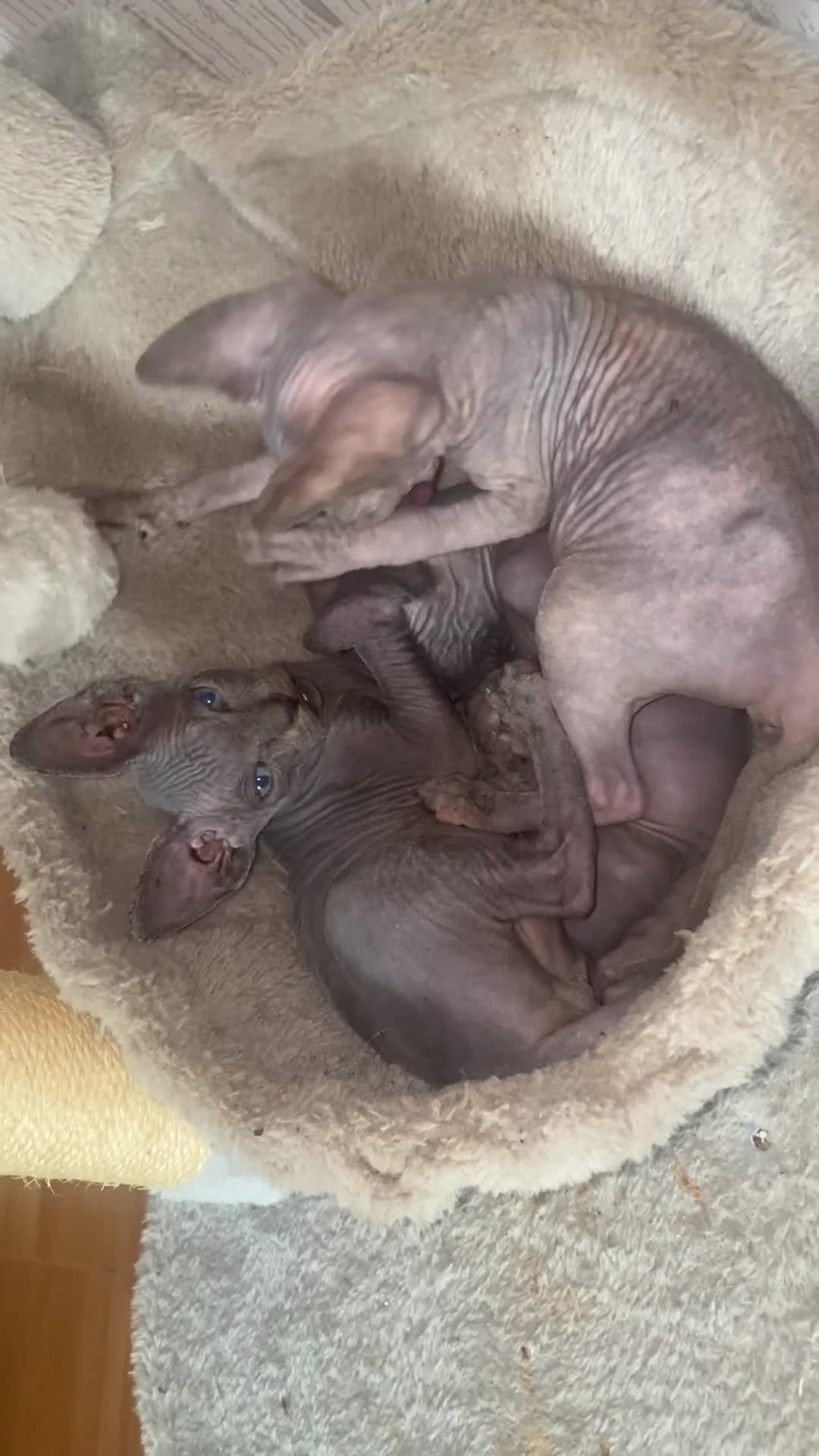 Sphynx cats for sale: Beautiful coloured kittens Spinx   - Video 2