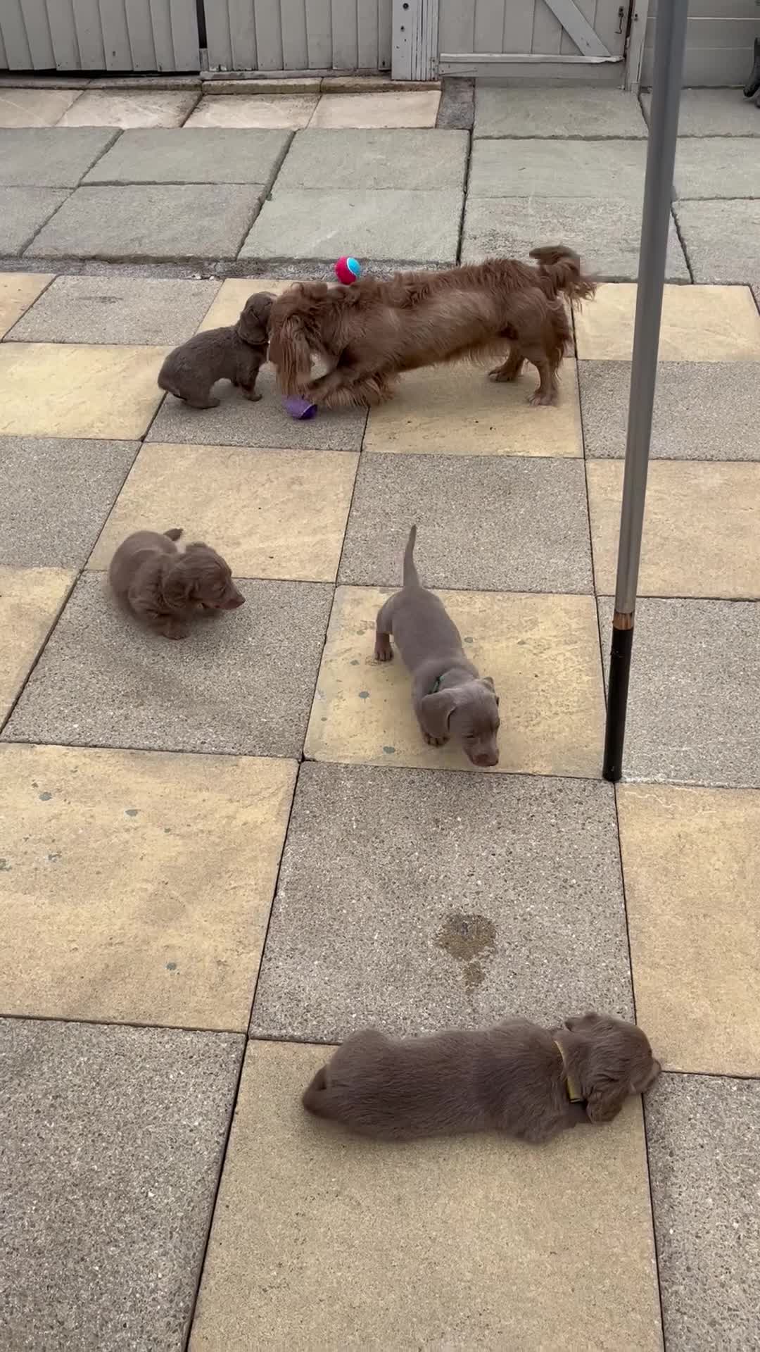 Dachshund dogs for sale: Miniature isabella and tan dachshunds £900-£1100 - Video 4