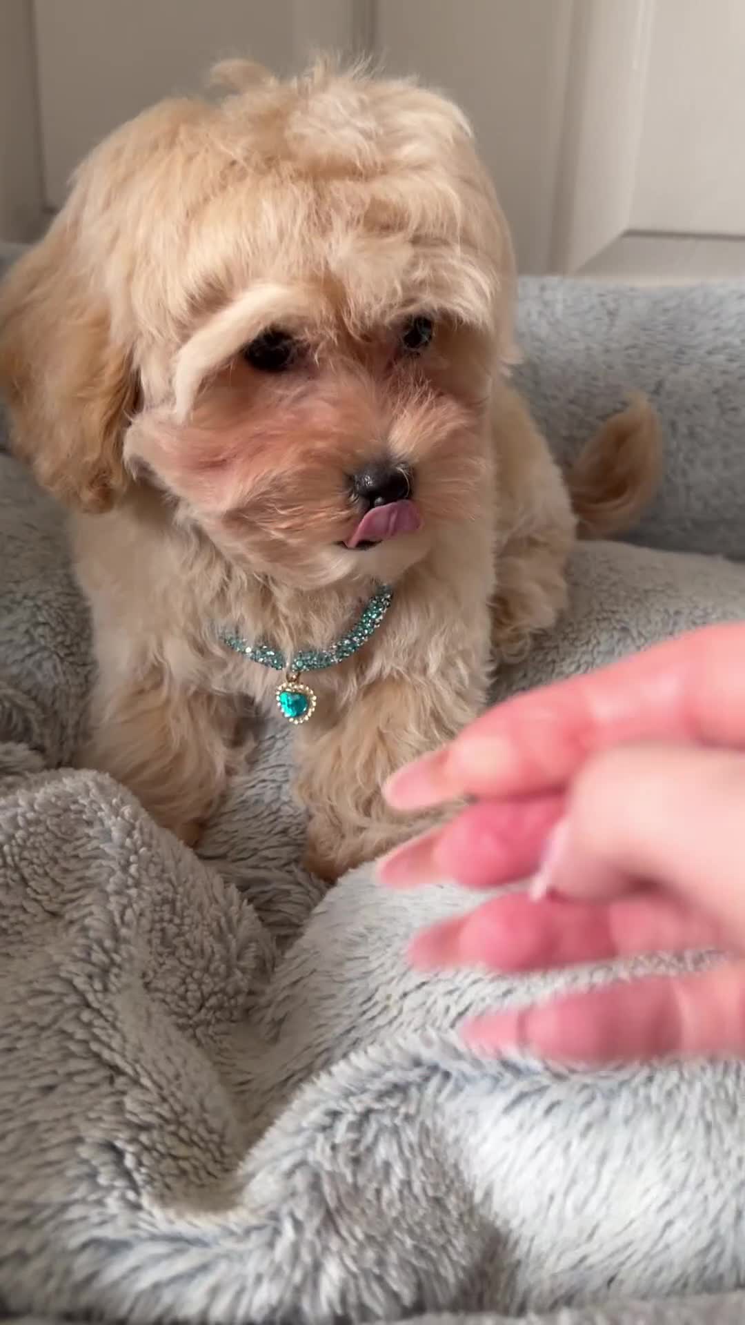 Maltipoo dogs for sale: ✨Exquisite F1 tiny Asian maltipoo Champion blood✨ - Video 2