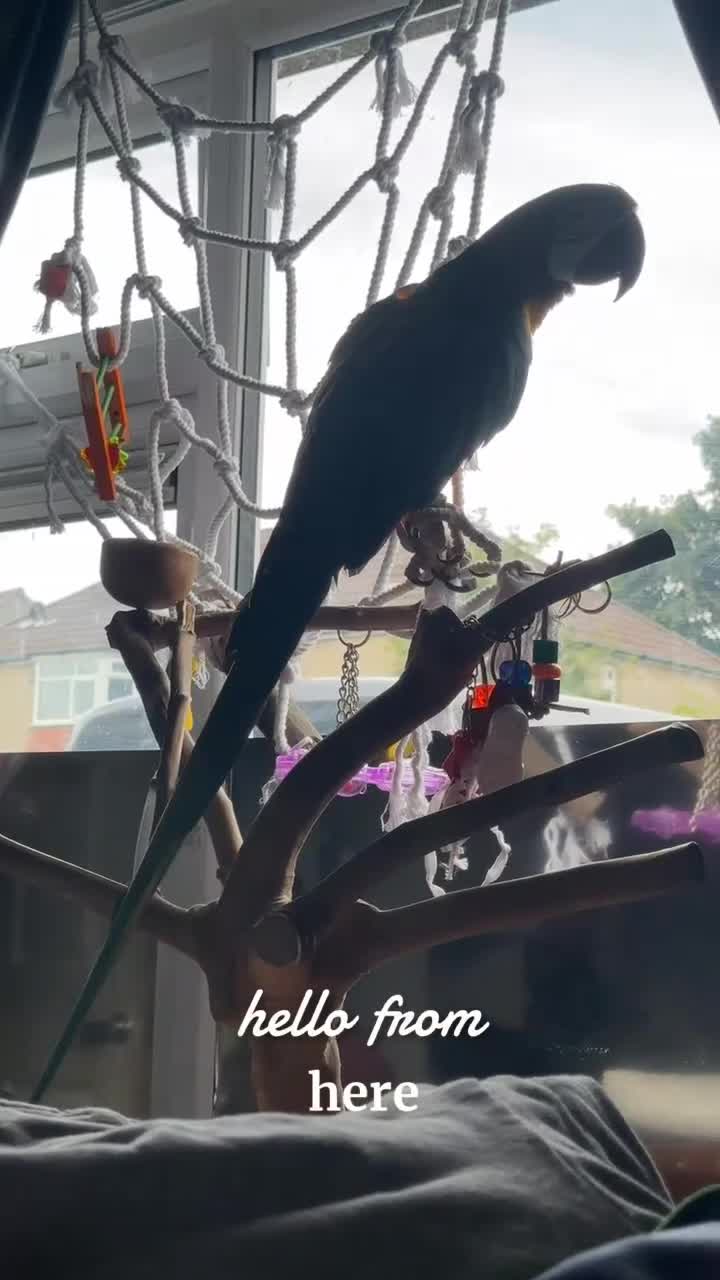 Macaws birds for sale: Harlequin macaw No Time Wasters!!!! - Video 1