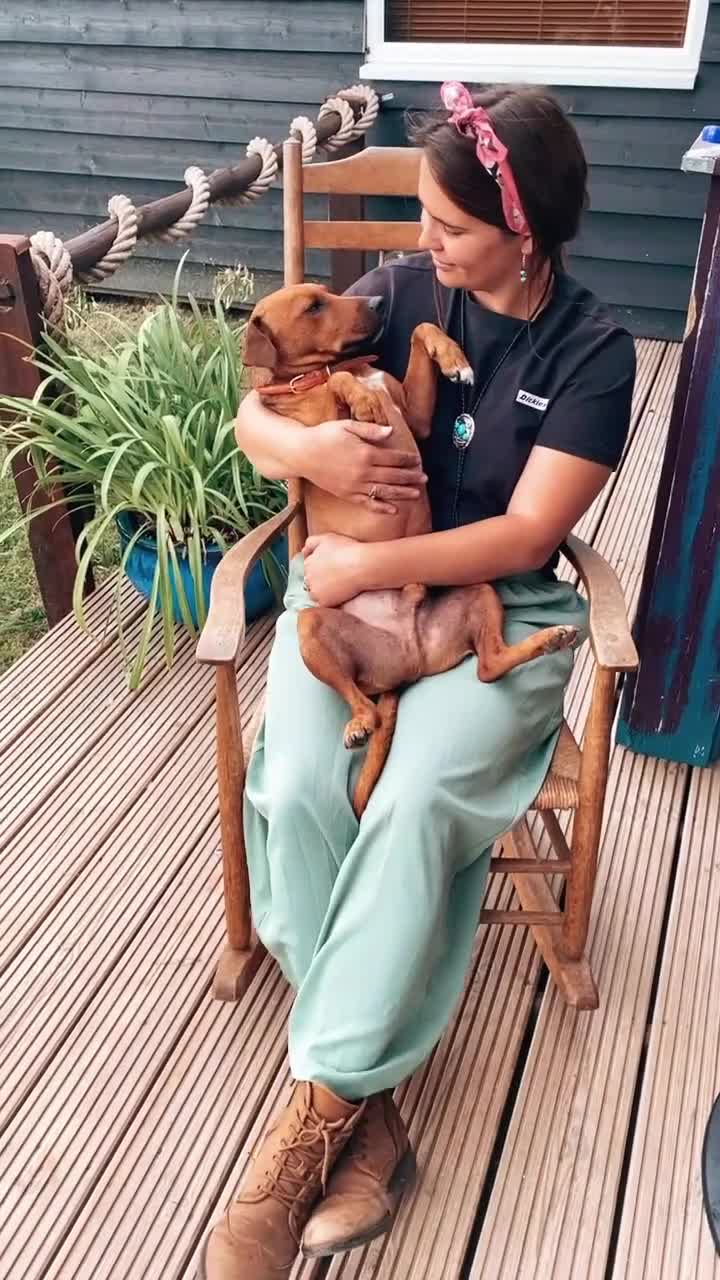 Patterdale Terrier dogs for sale: 7 Year Old Male Patterdale  - Video 1