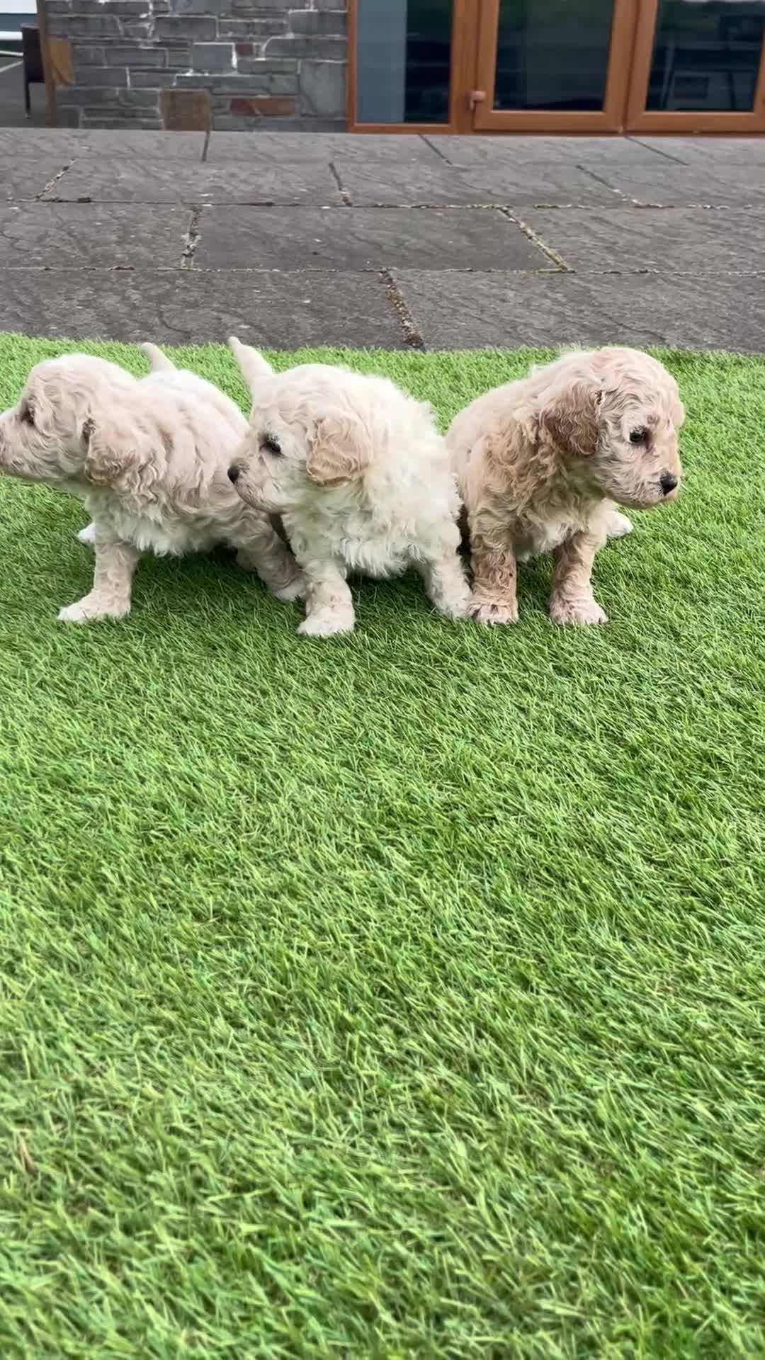 Poochon dogs for sale: Poochon Puppies F1  in Kidwelly - Video 3