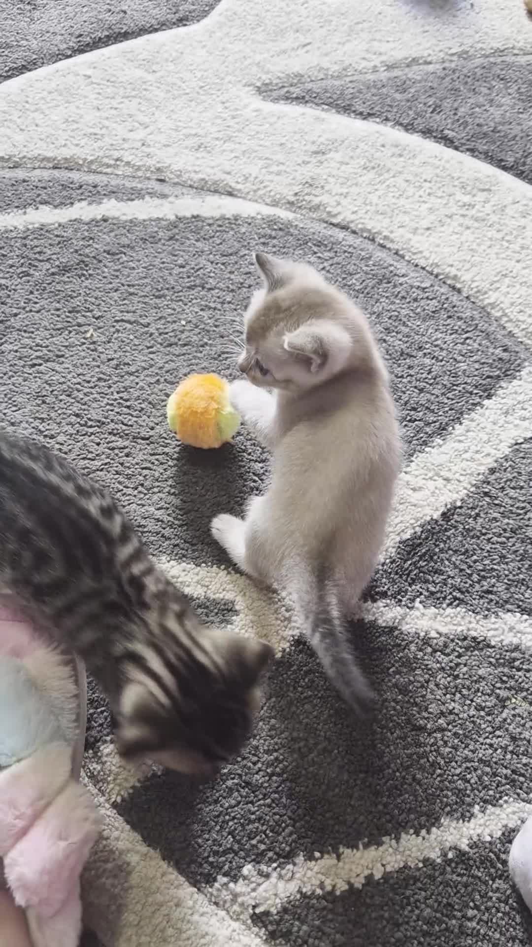 Scottish Fold cats for sale: SNOW SCOTTISH FOLDS - Video 1