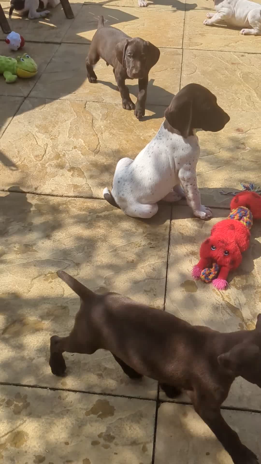 German Shorthaired Pointer dogs for sale: Beautiful German short haired pointer puppy's  - Video 3