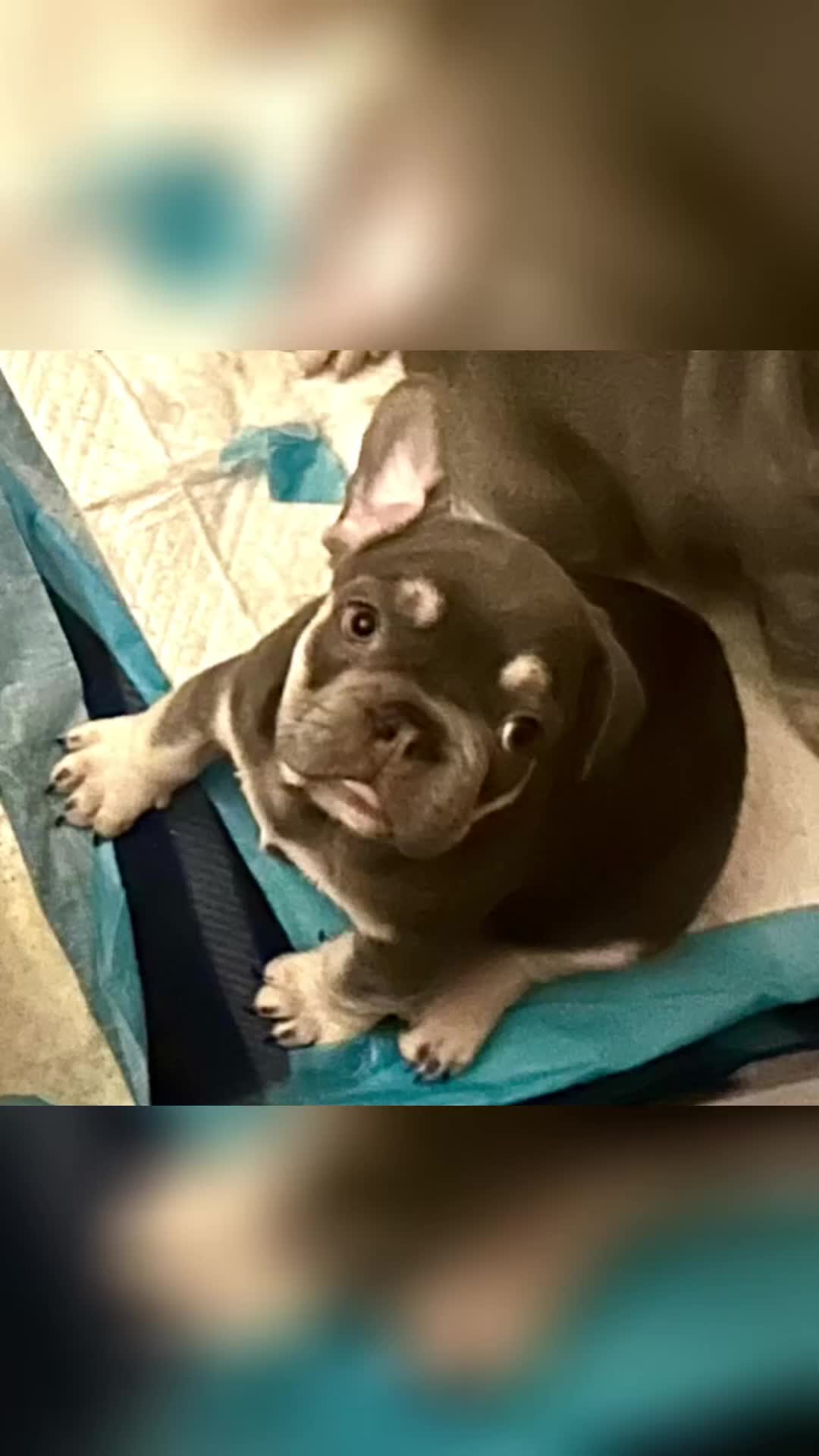 French Bulldog dogs for sale: French Bulldog Puppies  - Video 2