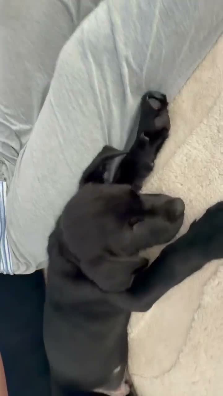 Labrador Retriever dogs for sale: Black Labrador Retriever  - Video 2
