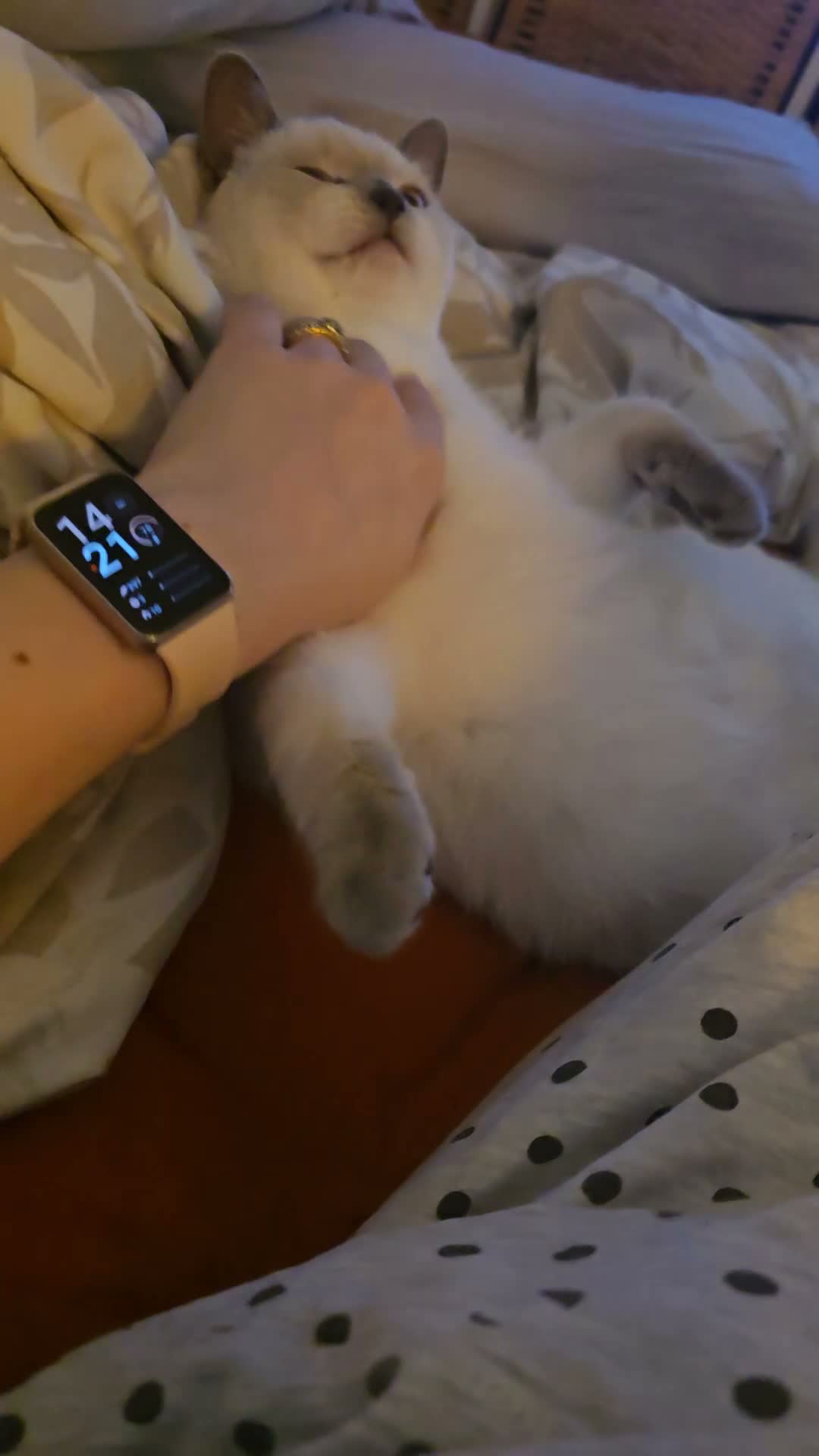 British Shorthair cats for sale: The Sweetest Family Cat- Absolutely Loves Children - Video 1