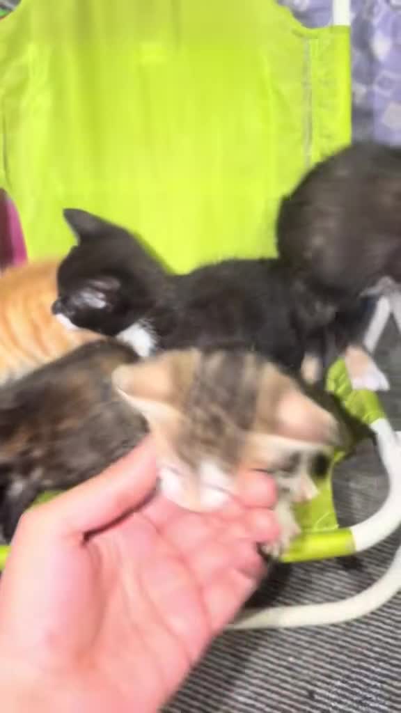 Mixed Breed cats for sale: Kittens for Sale  - Video 1