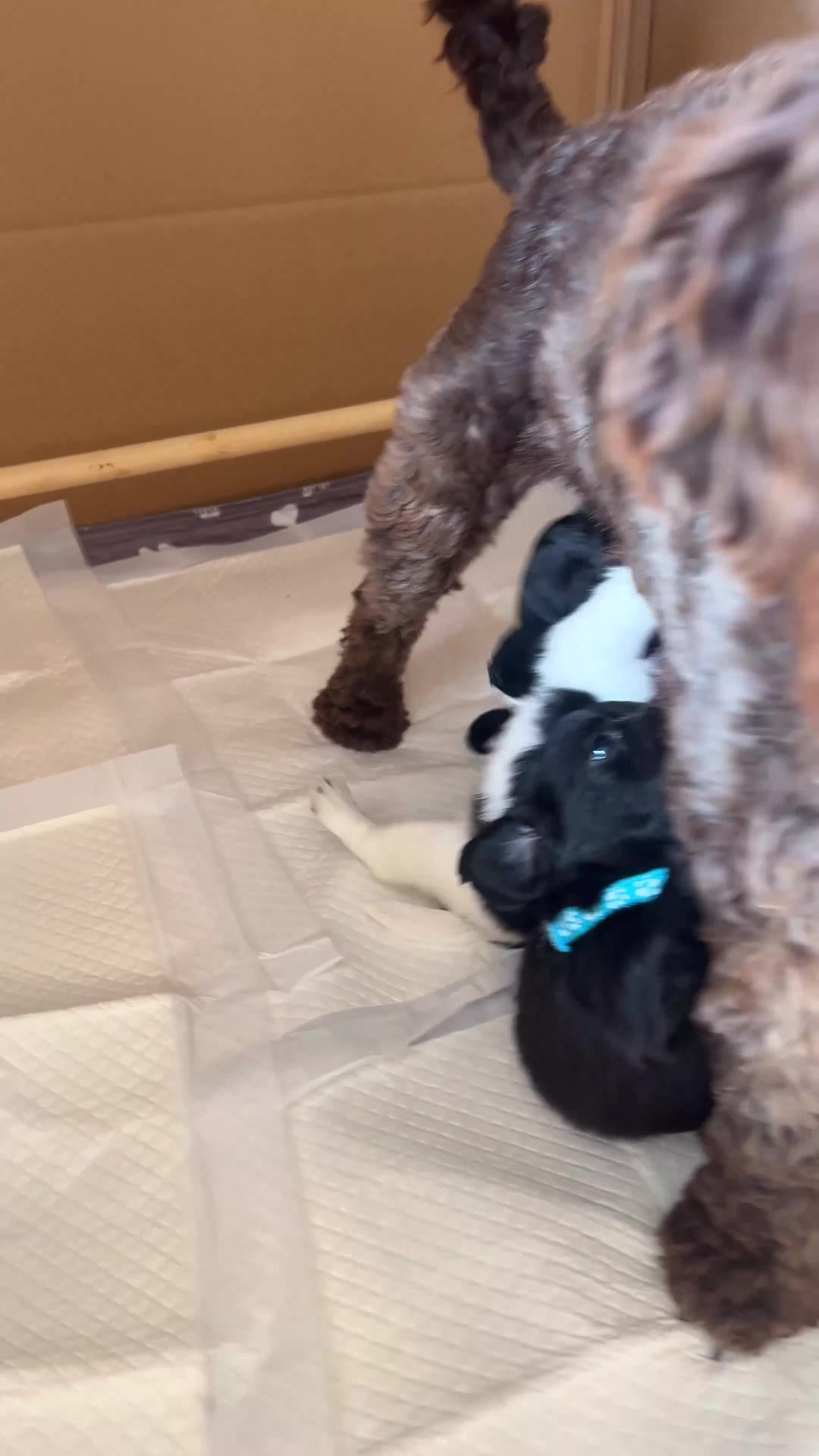 Jackapoo dogs for sale: Gorgeous Jackapoo puppies for sale  - Video 1