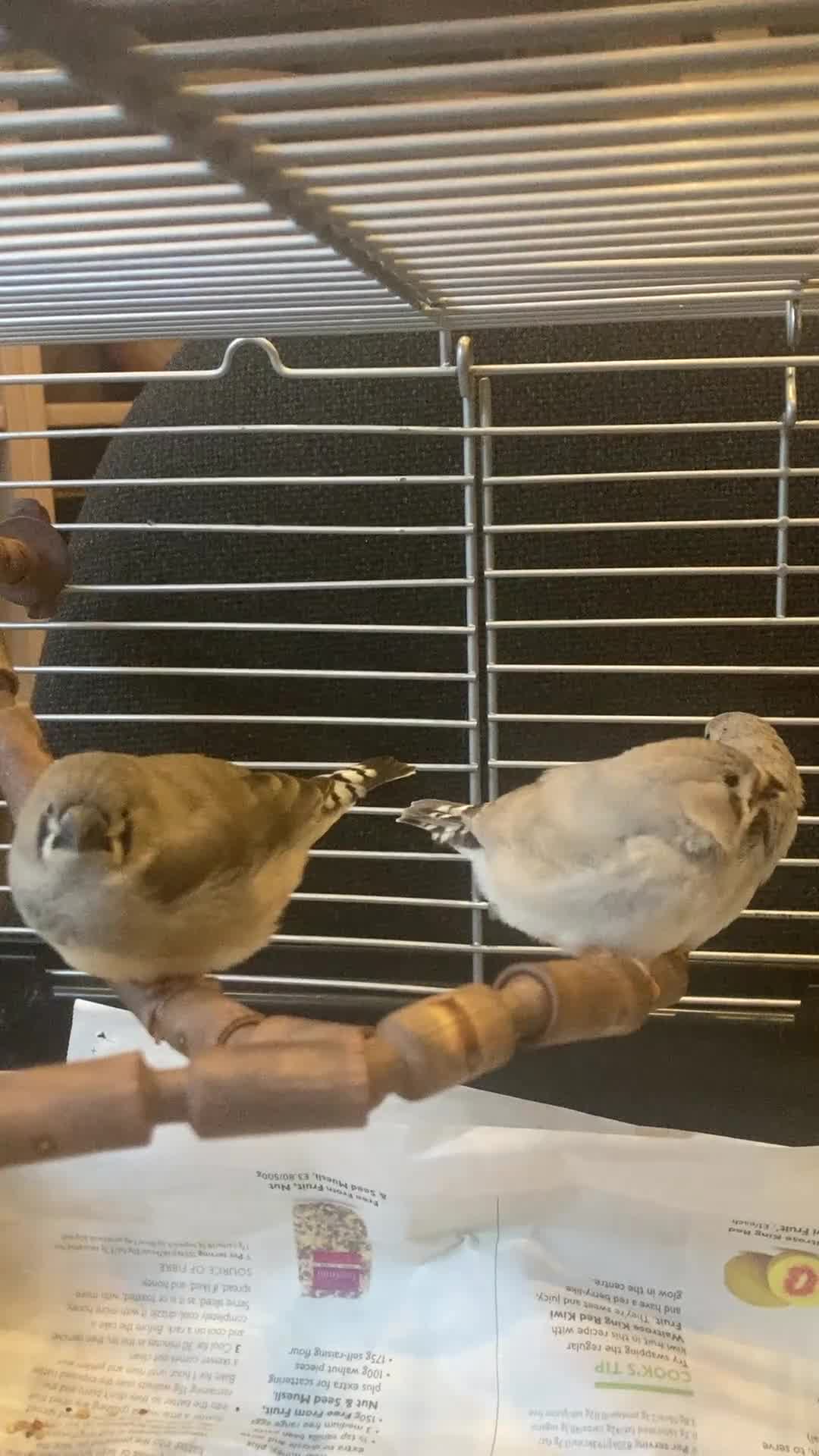 Finches birds for sale: Zebra Finch juveniles - mixed sex - Video 1