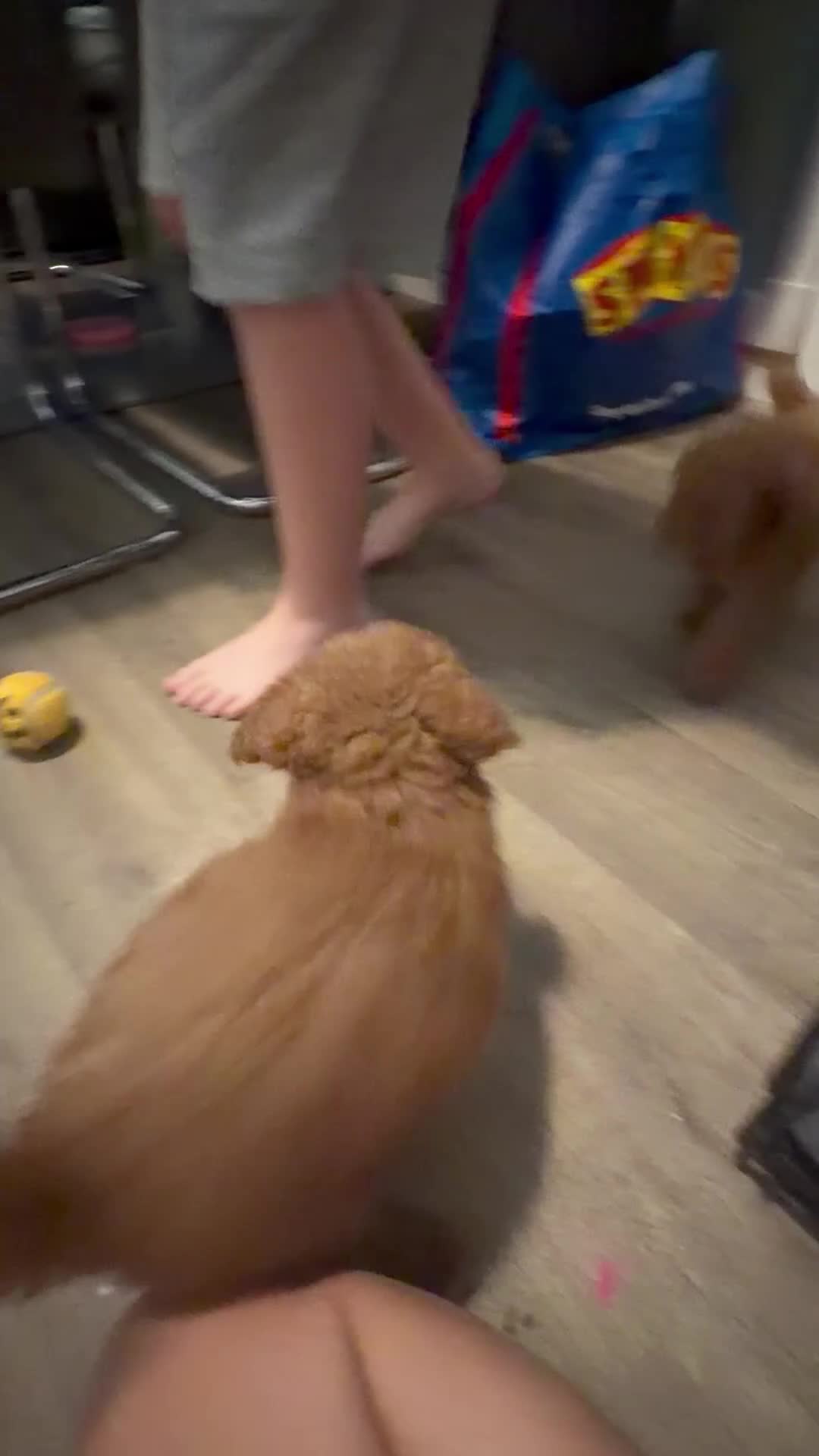 Toy Poodle dogs for sale: 🐩Two Beautiful Red Toy Poodle Girls 🐩 - Video 1