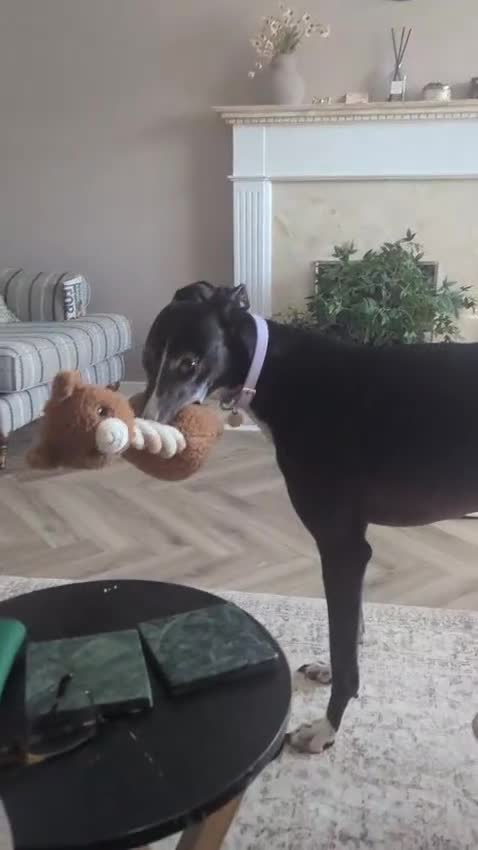 Mixed Breed dogs for adoption: ❤️🐶 SYLVIE – PLEASE DON'T LET HER GO BACK  in Leicester - Video 3
