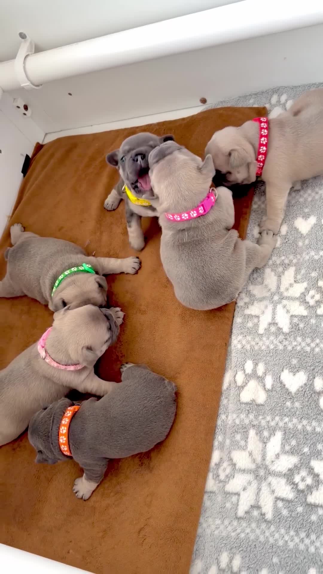 French Bulldog dogs for sale: French Bulldog Puppys - Video 2