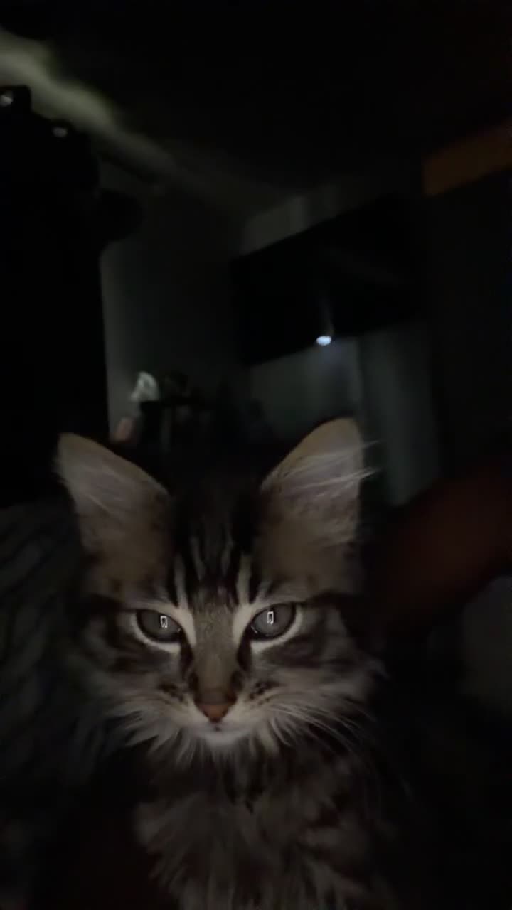 Mixed Breed cats for sale: kitten for sale  in Hemel Hempstead - Video 1