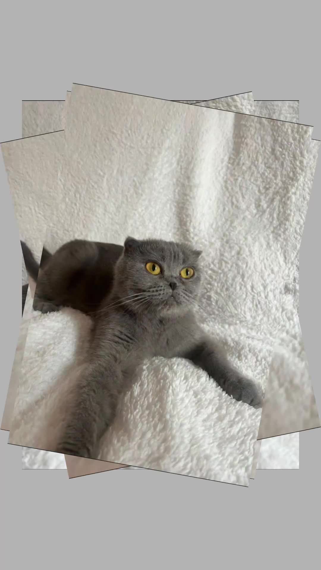 Scottish Fold cats for sale: Stunning Lilac Scottish Fold × BSH Kittens - Video 5