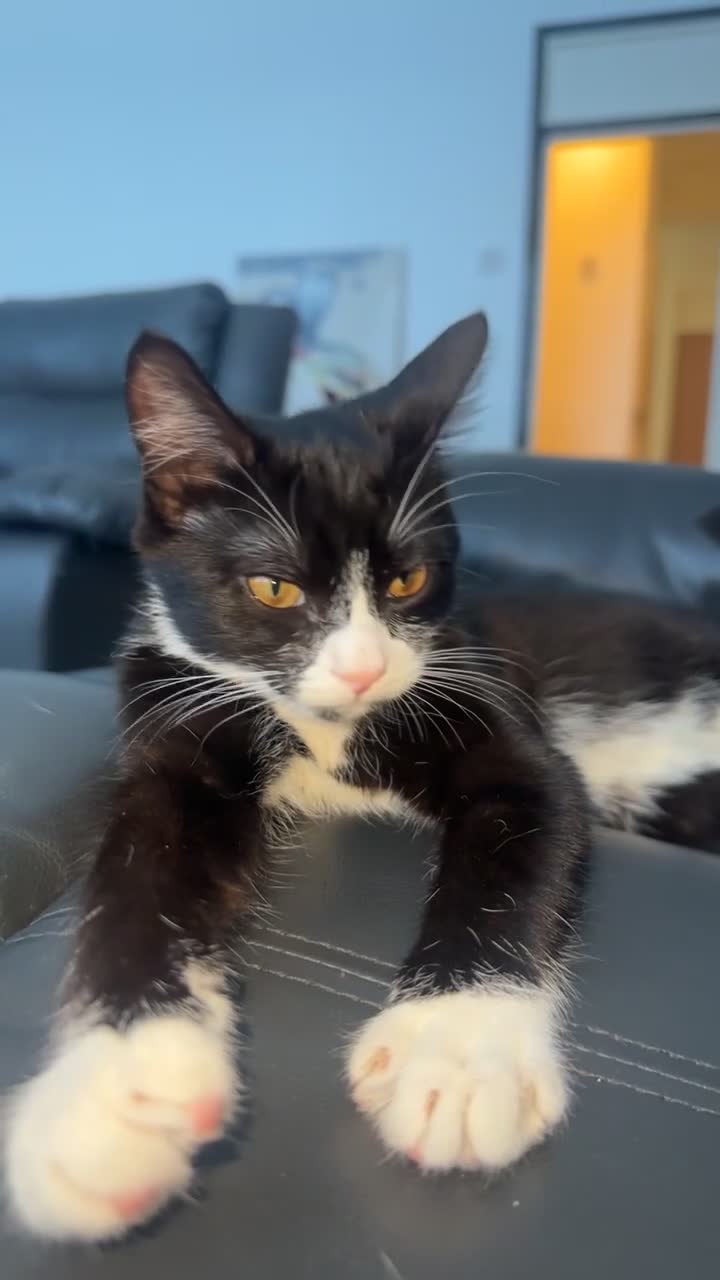 Mixed Breed cats for sale: female kitten - Video 1